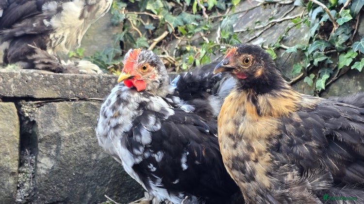 Chickens poultry - Advert 1