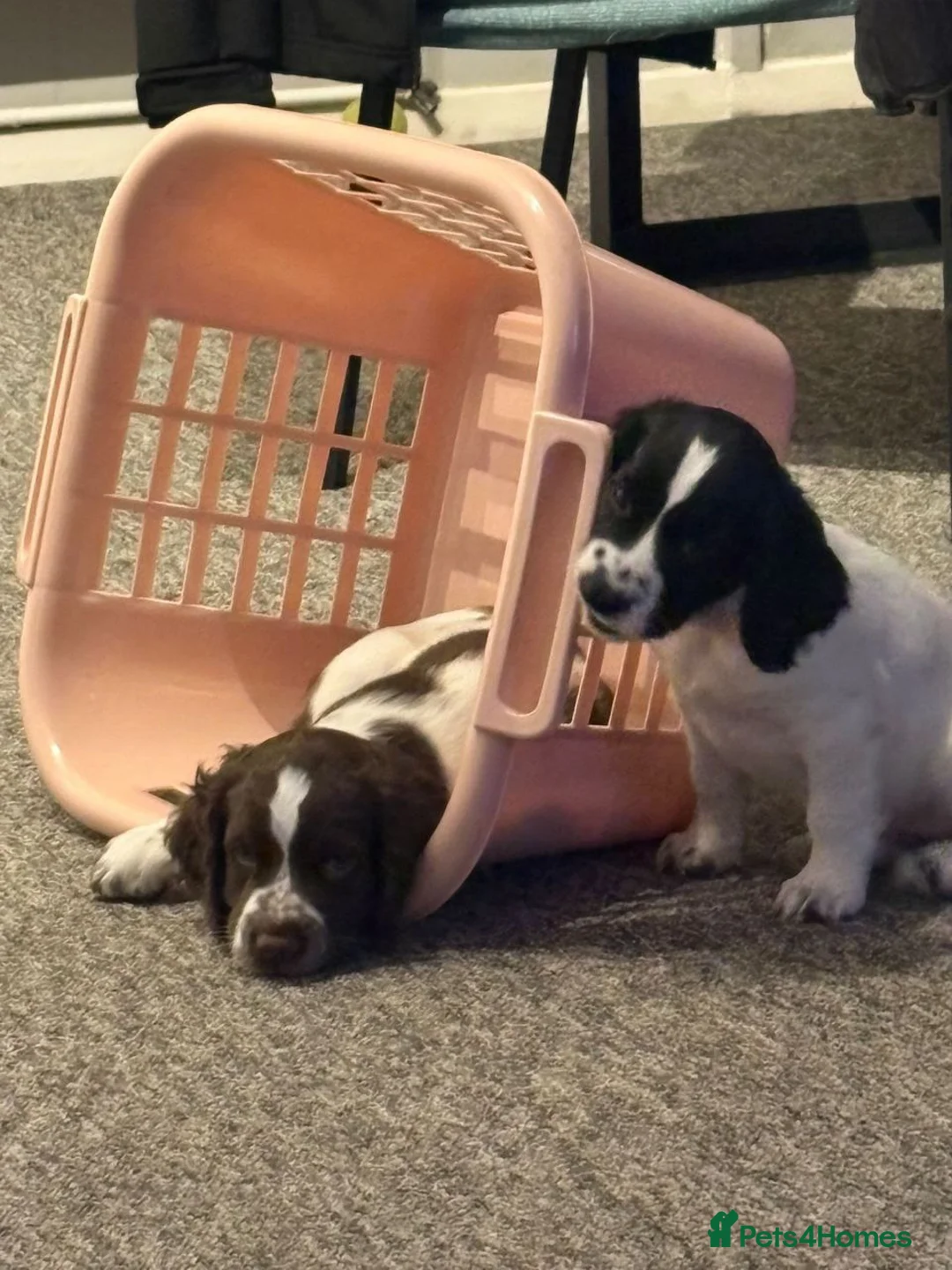 Sprocker dogs for sale: Sprocker Puppies For Sale - Advert 1