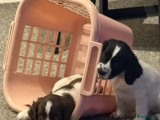 Sprocker dogs Sprocker Puppies For Sale - Advert 5