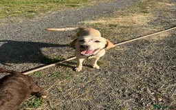 Labrador Retriever dogs for sale: Stunning champagne lab  - Image 1