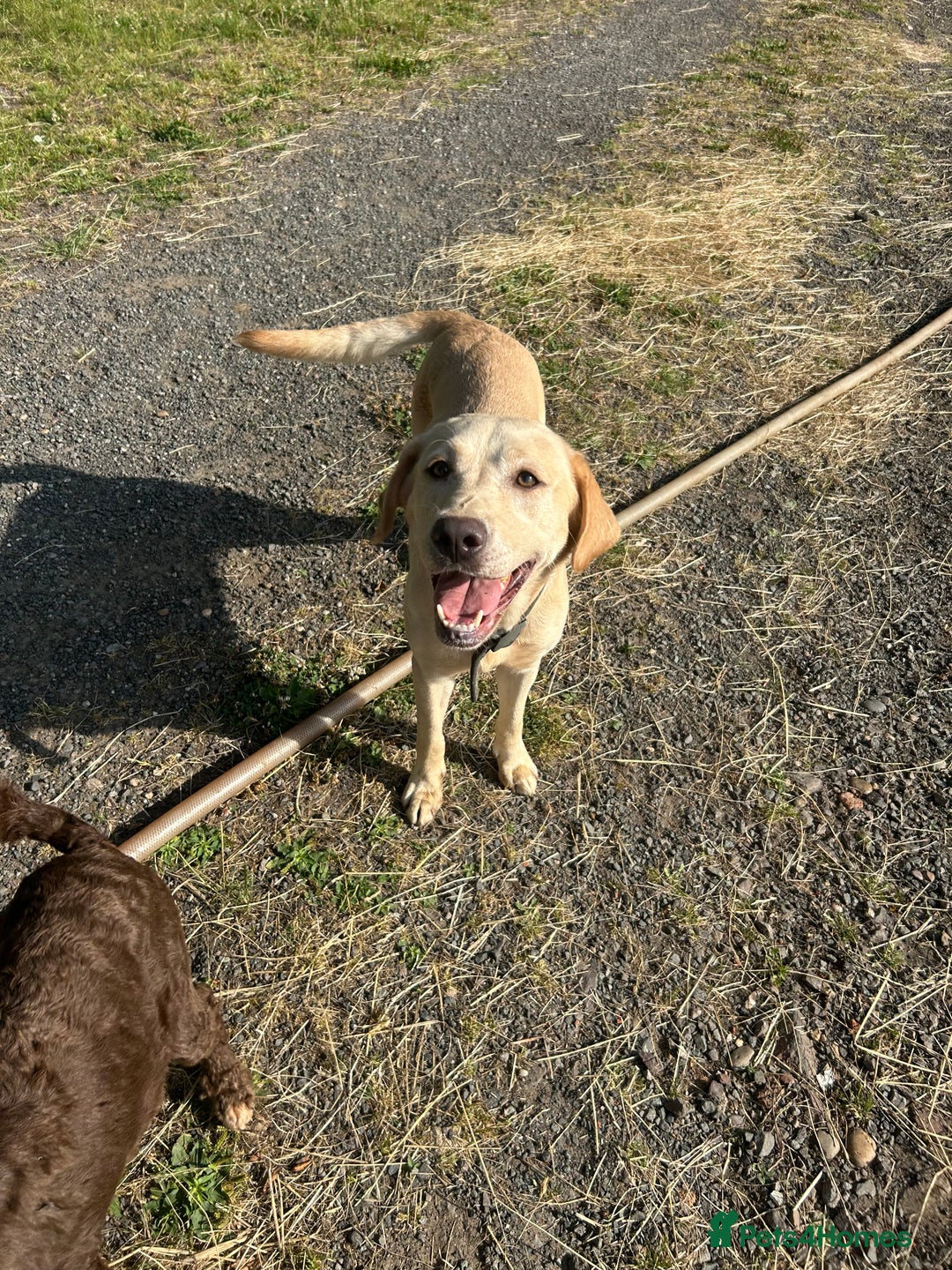 Labrador Retriever dogs for sale: Stunning champagne lab  - Image 1