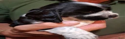 Cockalier dogs for sale: Cockalier girls.DNA health tested parents  - Advert 5