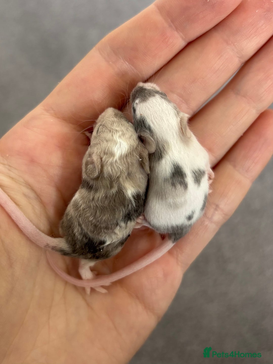 Mouse rodents for sale: Male Fancy Mice (available now) - Advert 6