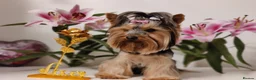 Yorkshire Terrier dogs for stud:  Pedigree Yorkshire terrier only for stud  in Hull - Advert 11