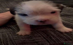 Mastiff dogs for sale: Mastiff puppies  - Image 2