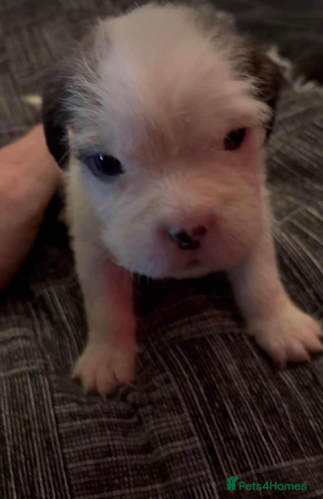 Mastiff dogs for sale: Mastiff puppies  - Image 2