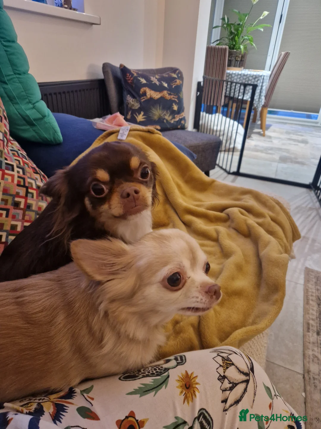 Chihuahua dogs for sale: KC REGISTERED FULL BREED CHIHUAHUA in Sunderland - Advert 2