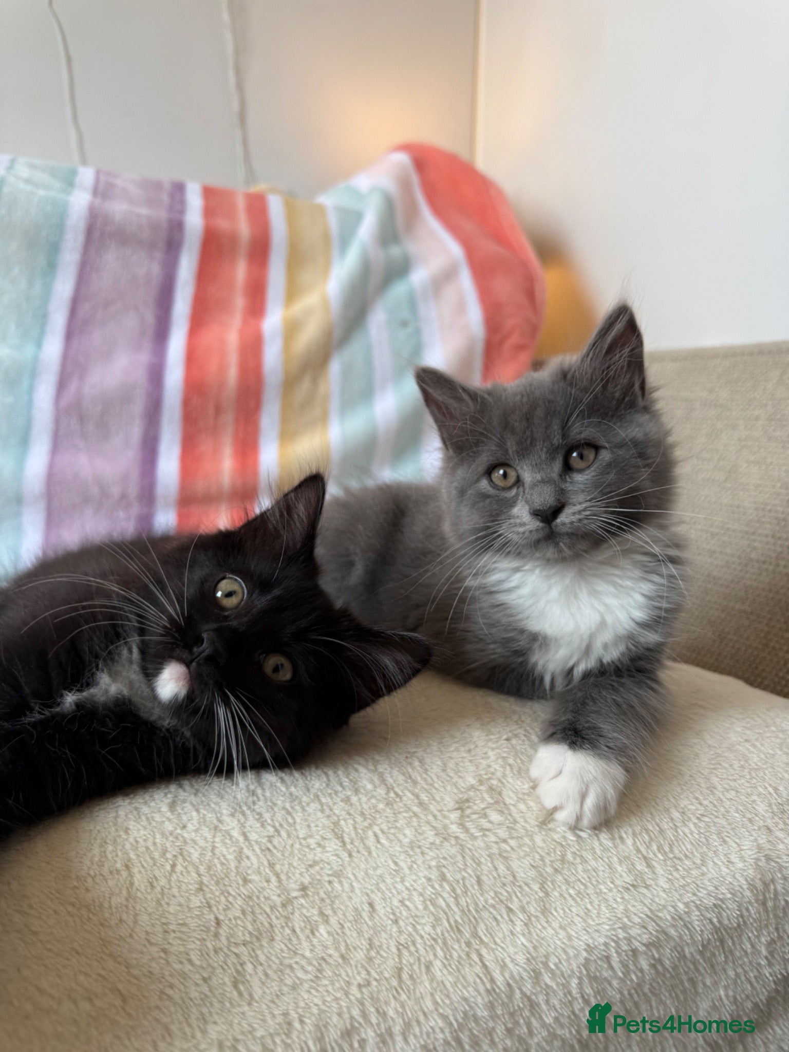 Ragdoll cats 🐾 READY TO LEAVE RAGDOLL CROSS 🐾 - Advert 1