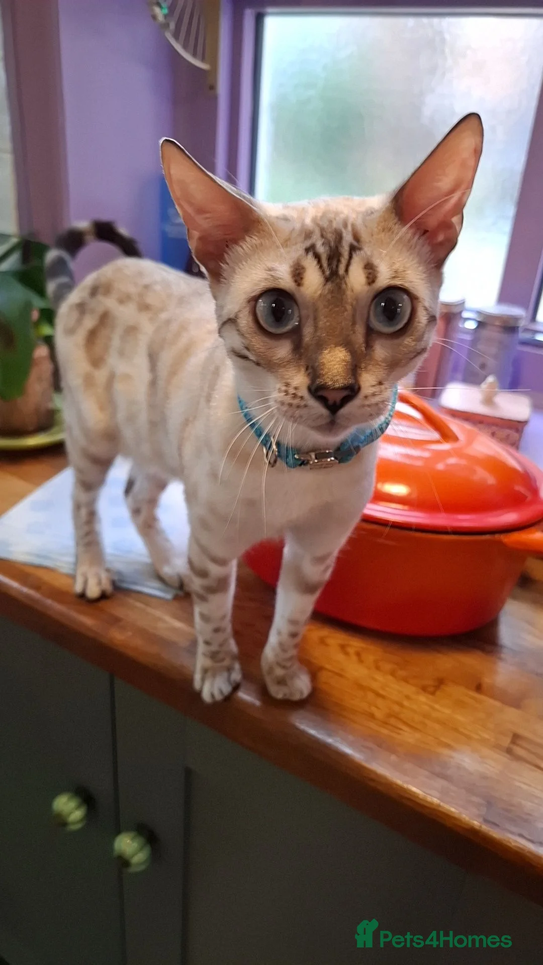 Bengal cats for sale: Bengal cross kittens in Crewe - Advert 15