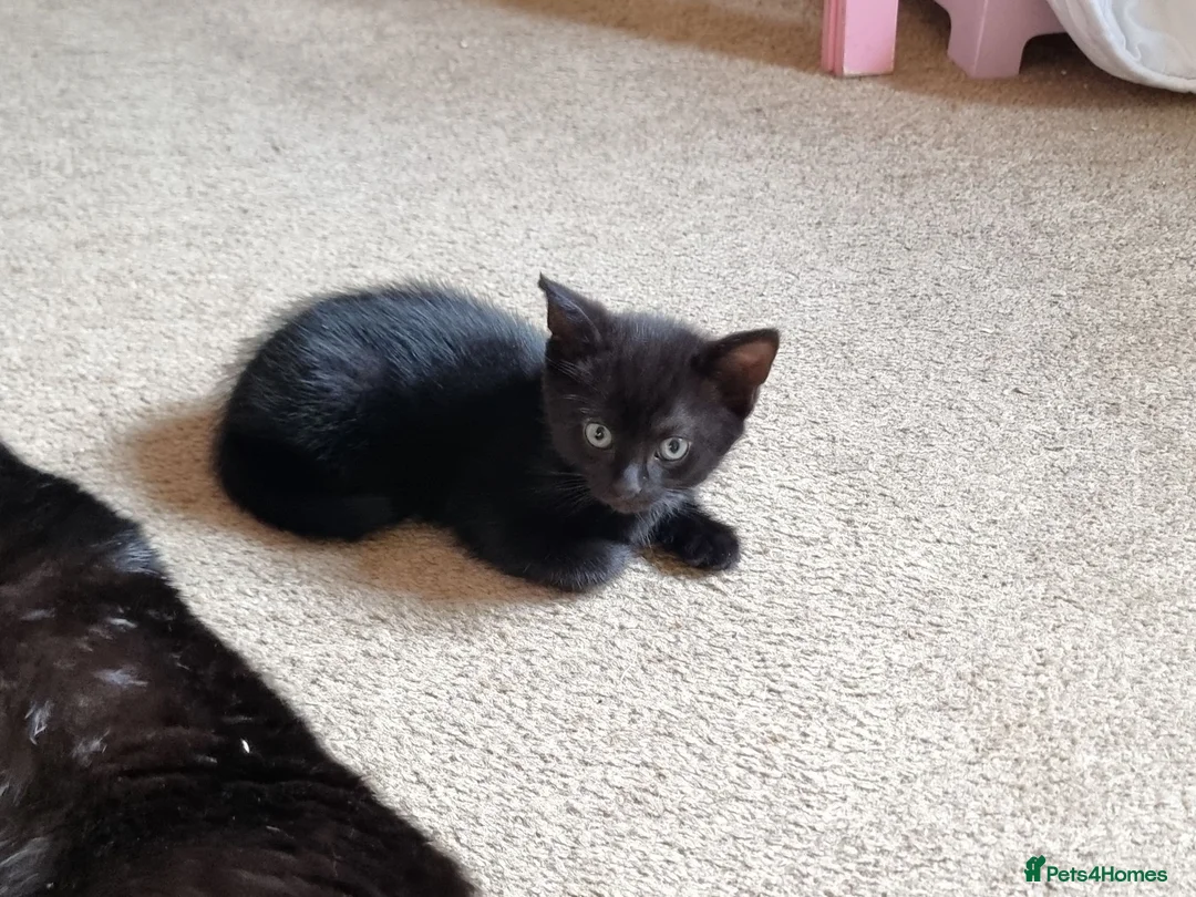 Mixed Breed cats for sale: 2 x kitten cat - Advert 4