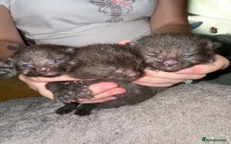 Mixed Breed cats for sale: 3 Gorgeous Girls - Image 4