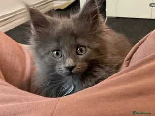 Maine Coon cats Mainecoon kittens - Advert 1