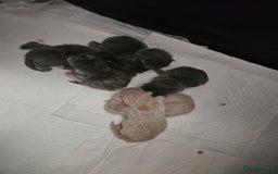 Mixed Breed cats for sale: Fluffy kittens  - Image 2