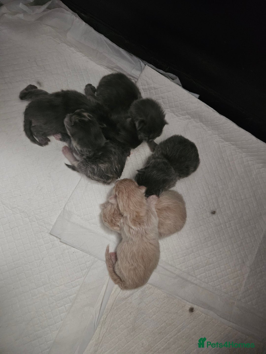 Mixed Breed cats for sale: Fluffy kittens  - Image 2