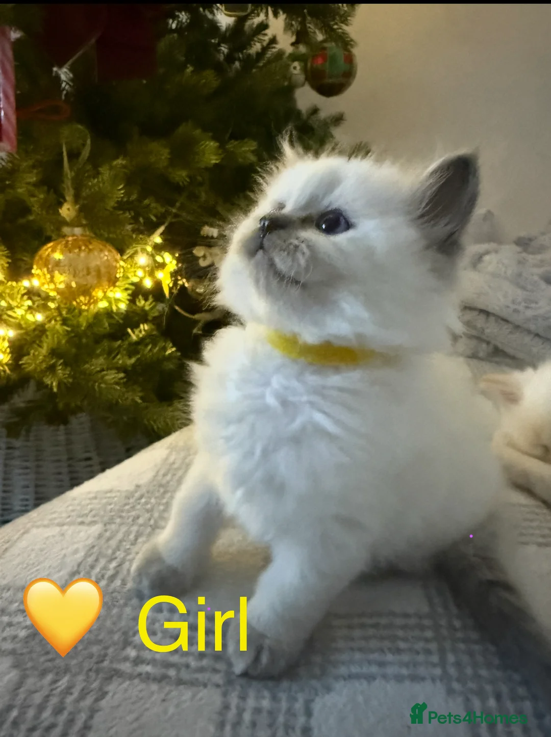 Ragdoll cats for sale: 💎🐾Beautiful Ragdoll Kittens🐾💎 - Advert 9