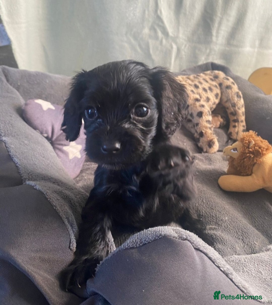 Cocker Spaniel dogs for sale: Cocker spaniel  puppies  - Advert 6
