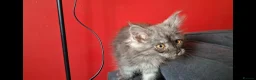Maine Coon cats for sale: Pedigree Maine Coon Kittens in Manchester  - Advert 21