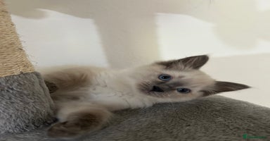Ragdoll cats - Advert 3