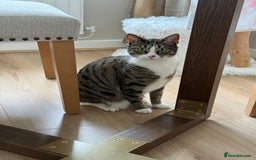 Domestic Shorthair cats for sale: Hello my name is Olive  - Image 2