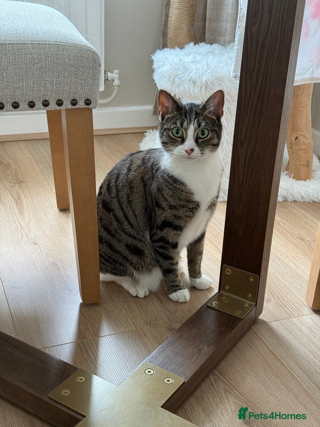 Domestic Shorthair cats for sale: Hello my name is Olive  - Image 2