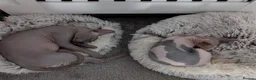 Sphynx cats for sale: Piggy & Cruella 3 year old bonded Sphynx cats  in Chesterfield - Advert 9