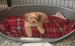 Cockapoo dogs for sale: 🐩🐶STUNNING F1 COCKAPOO PUPPIES🐶🐩 - Image 16