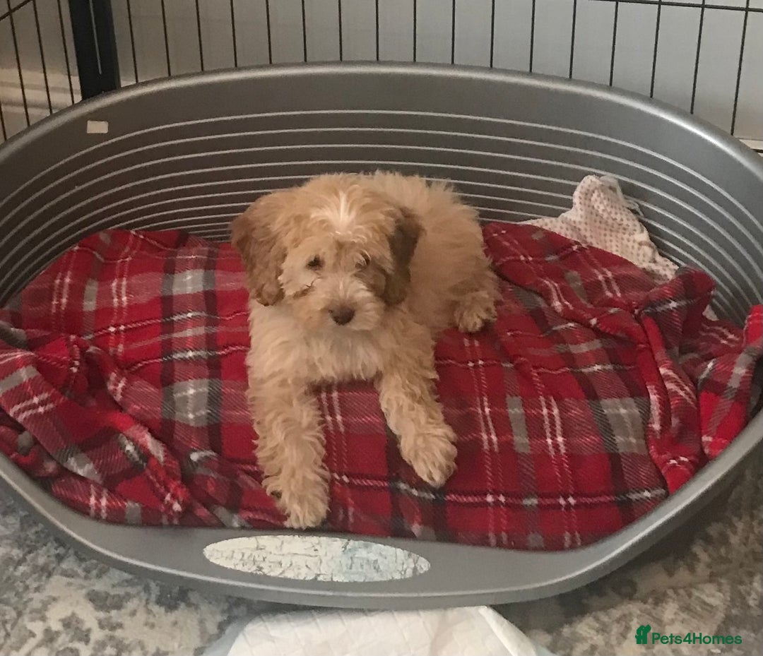 Cockapoo dogs for sale: 🐩🐶STUNNING F1 COCKAPOO PUPPIES🐶🐩 - Image 16