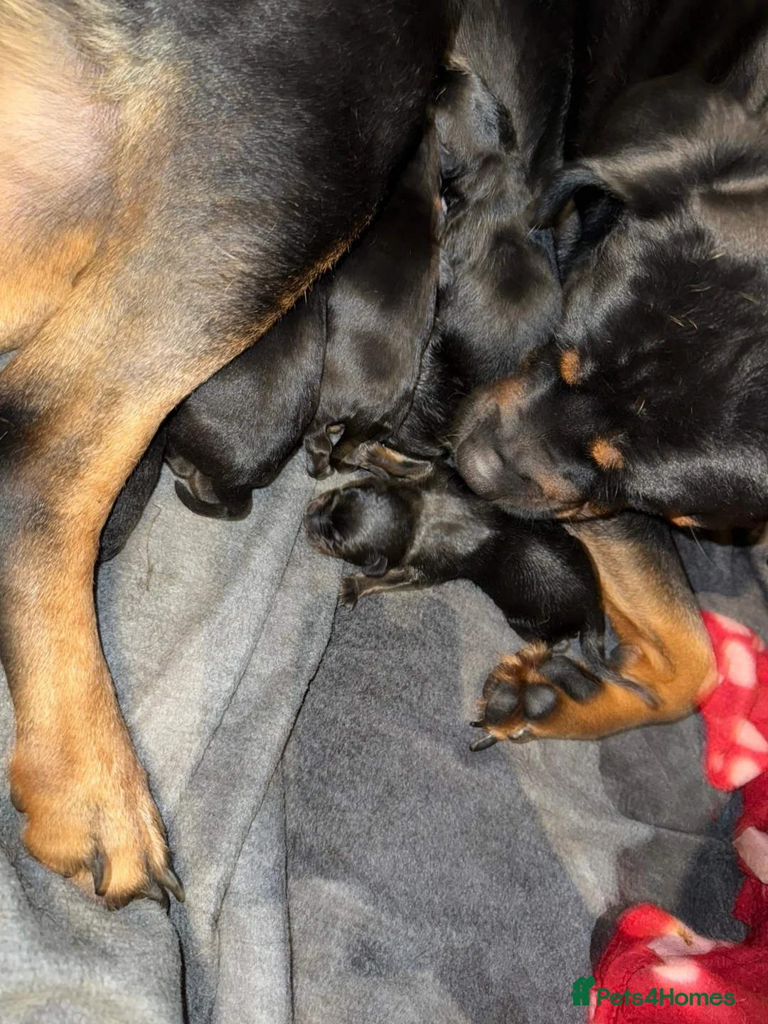 Rottweiler dogs for stud: Kc registered proven big rottweiler stud in Aylesbury - Advert 20