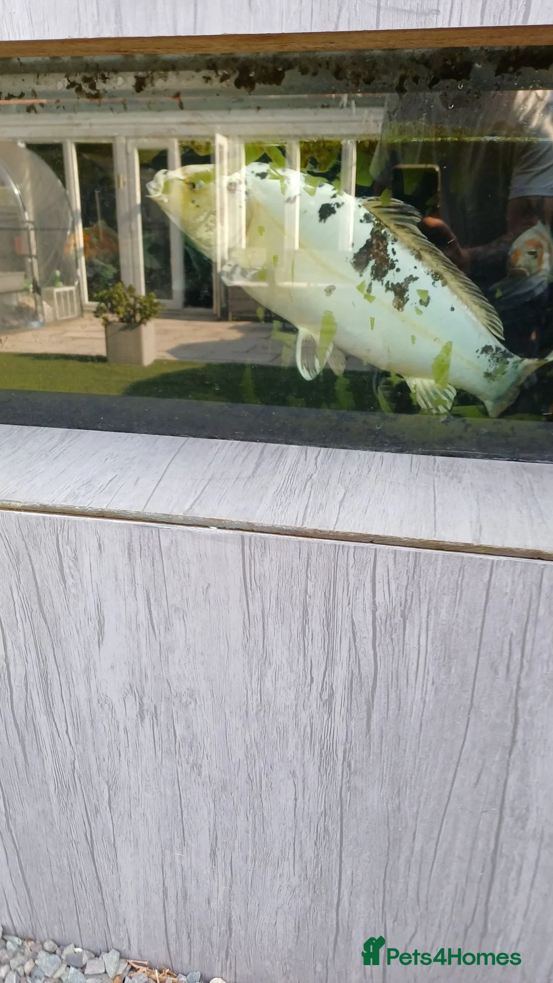 Koi Carp fish for sale: Koi for sale - Advert 2