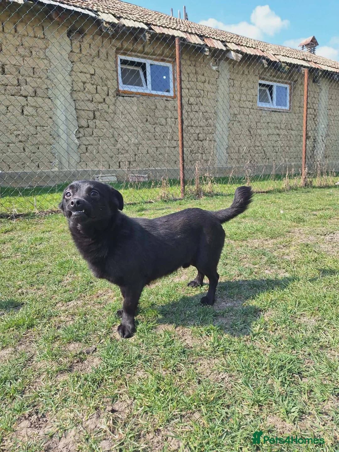Mixed Breed dogs for adoption: Scotty for adoption in Leighton Buzzard - Advert 8