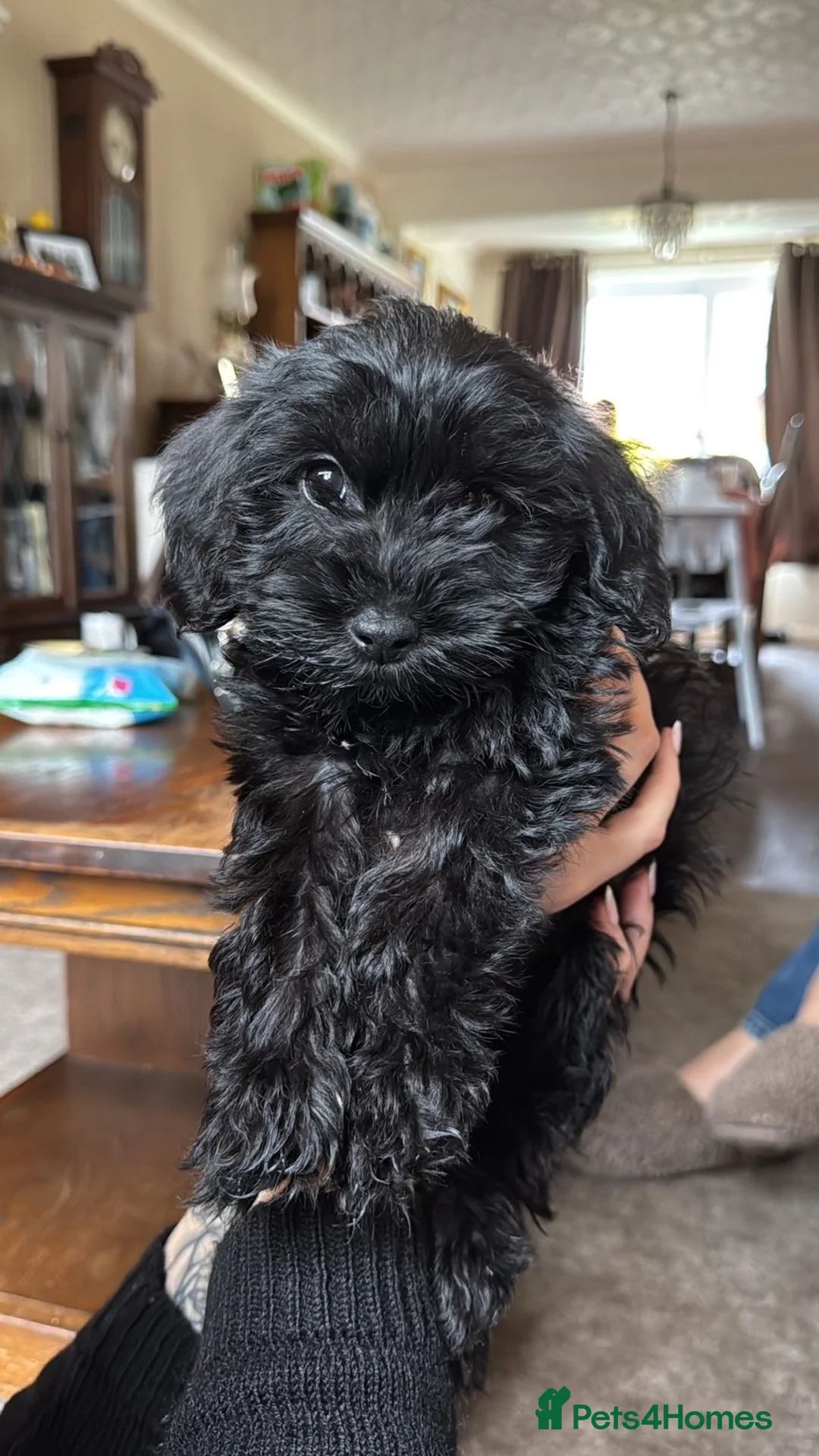 Schnoodle dogs for sale: Black Scnoodle - Maisy - Advert 1
