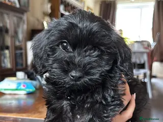 Schnoodle dogs Black Scnoodle - Maisy - Advert 2