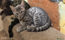 Bengal cats for sale: Sweet Bengal Kittens For Sale  - Image 38
