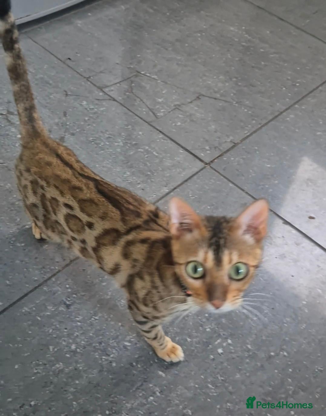 Bengal cats Bengal brown female  - Advert 13
