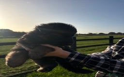 German Shepherd dogs for sale: Litter of German shepherd puppies for sale - Image 3