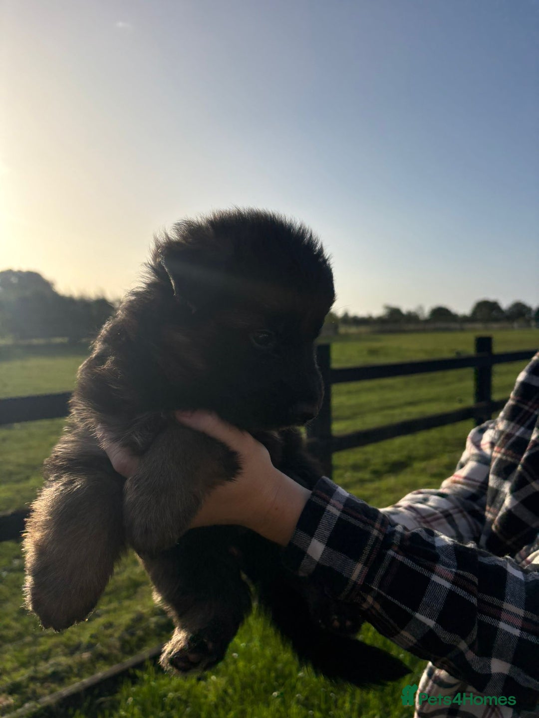 German Shepherd dogs for sale: Litter of German shepherd puppies for sale - Image 3