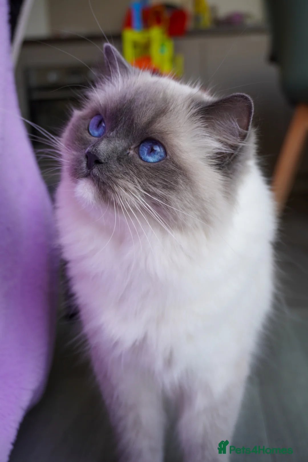 Ragdoll cats for sale: Retired Ragdoll Queen Looking for Her Forever Home - Advert 5