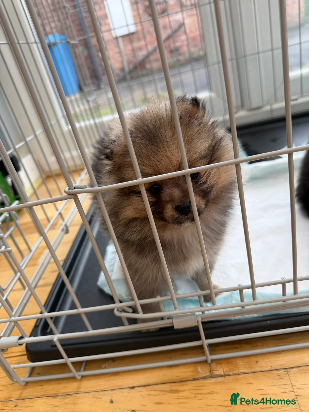 Pomeranian dogs for sale: puppy - Advert 5