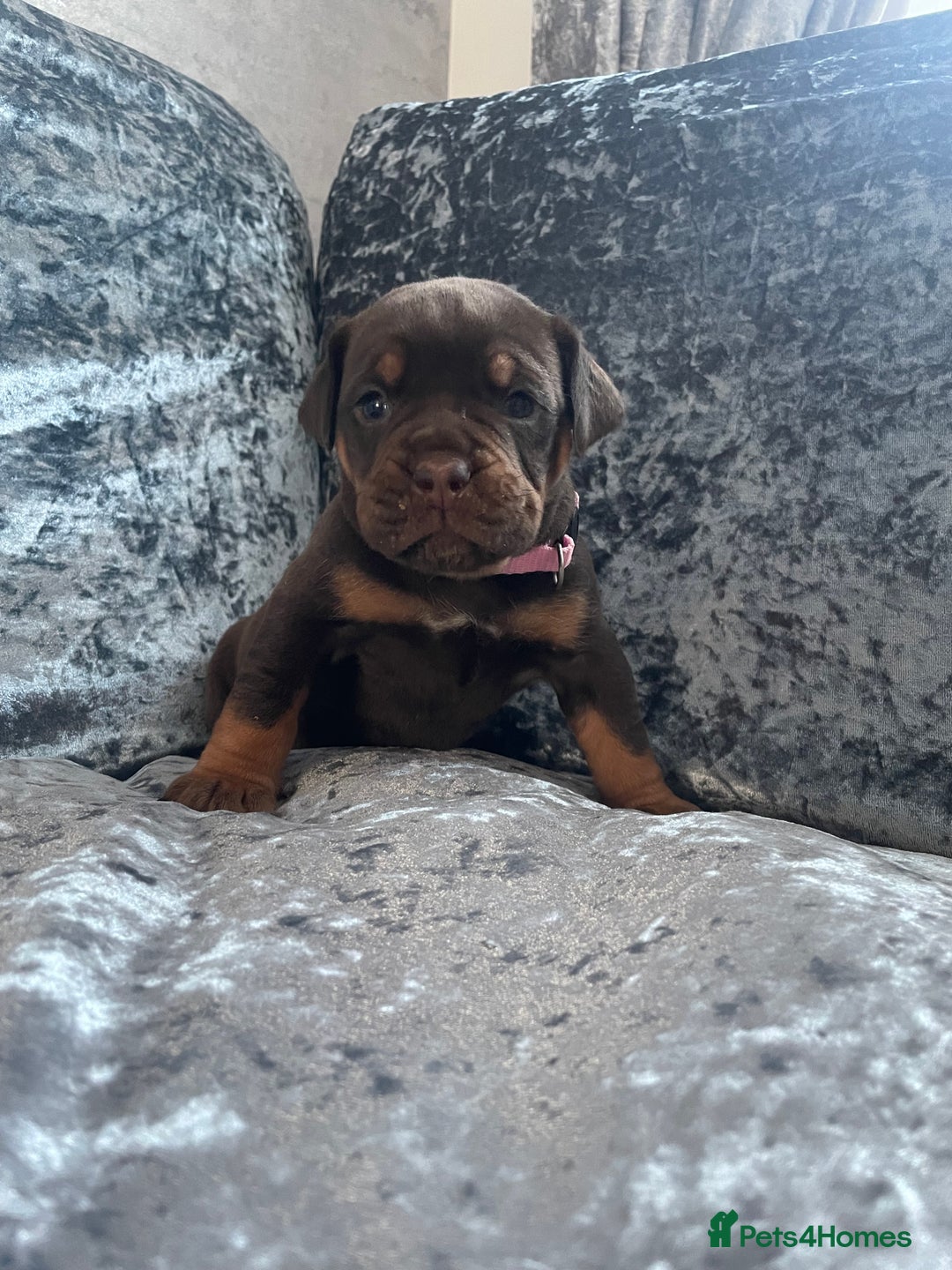 Olde English Bulldogge dogs for sale: NEBBR registered Olde English bulldogge puppies - Advert 12
