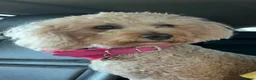 Cavapoo dogs for sale: 🐶🐾Cavaschnauzer🐾🐶Adorable Pups🐾🐶 - Advert 8