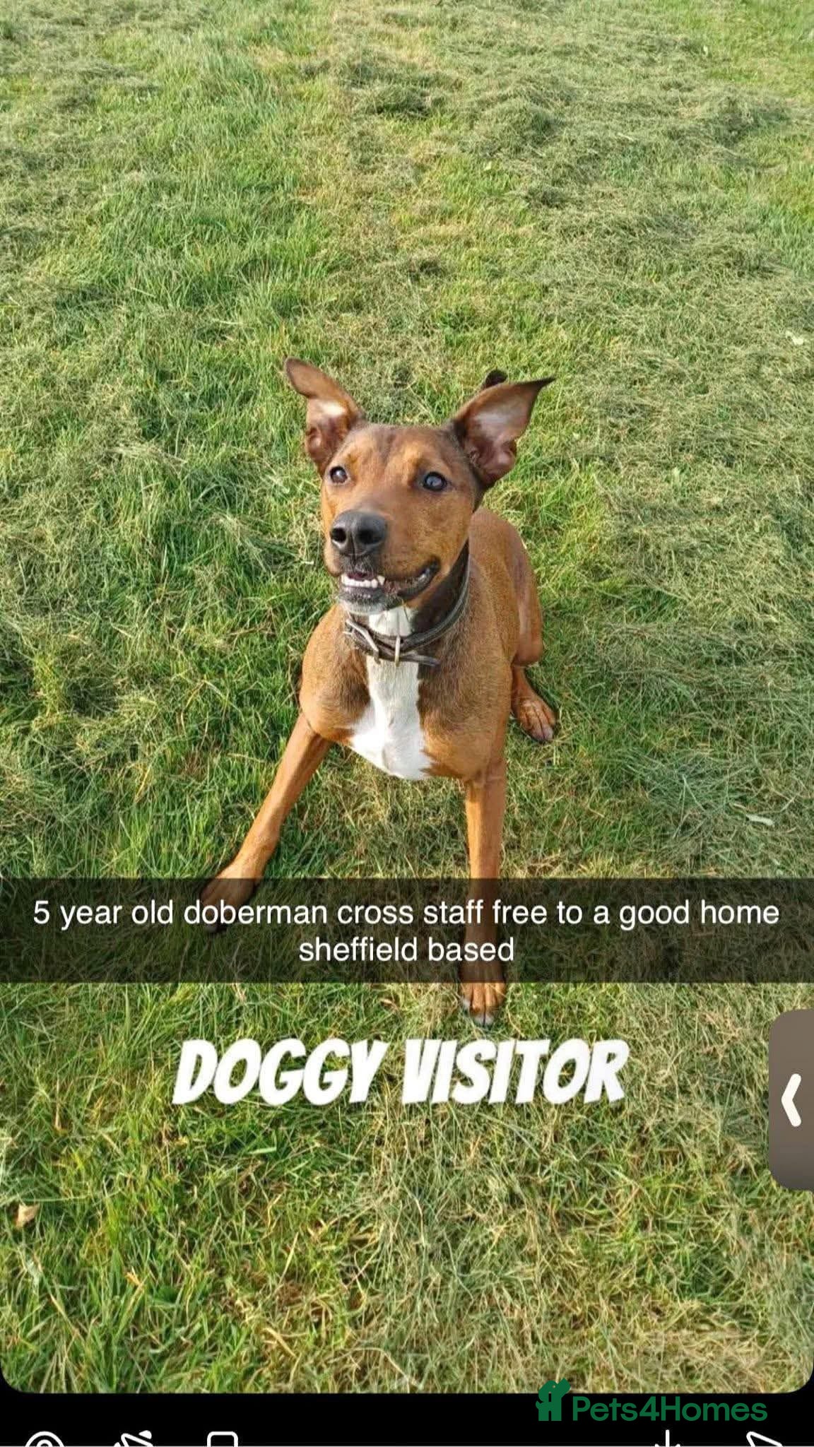 Mixed Breed dogs Here is my 5 year old Doberman x staffy - Advert 12