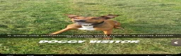 Mixed Breed dogs for sale: Here is my 5 year old Doberman x staffy in Sheffield - Advert 1
