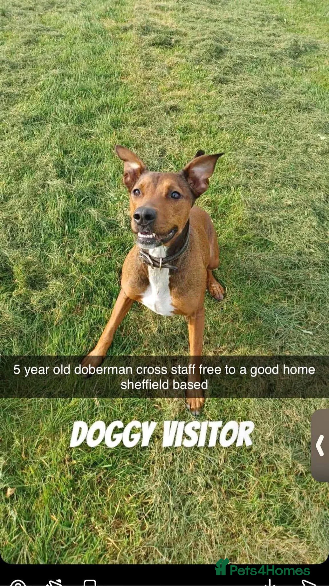 Mixed Breed dogs for sale: Here is my 5 year old Doberman x staffy in Sheffield - Advert 1