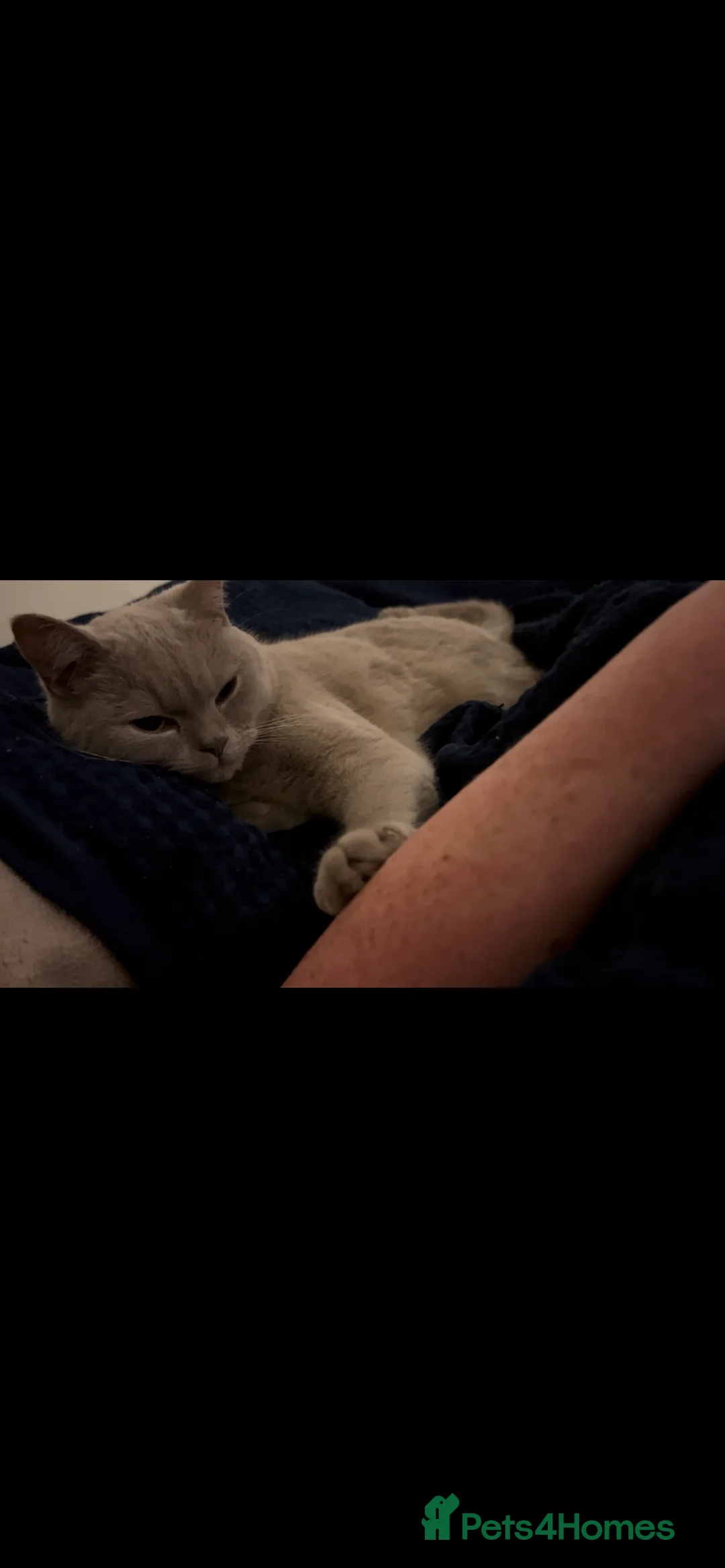 British Shorthair cats for sale: 3 year old lilac British shorthair - Advert 3