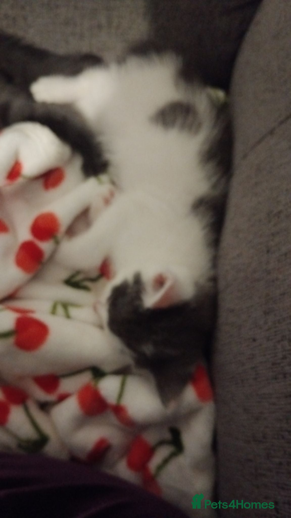 Mixed Breed cats 3 months of kittens for sale - Advert 3