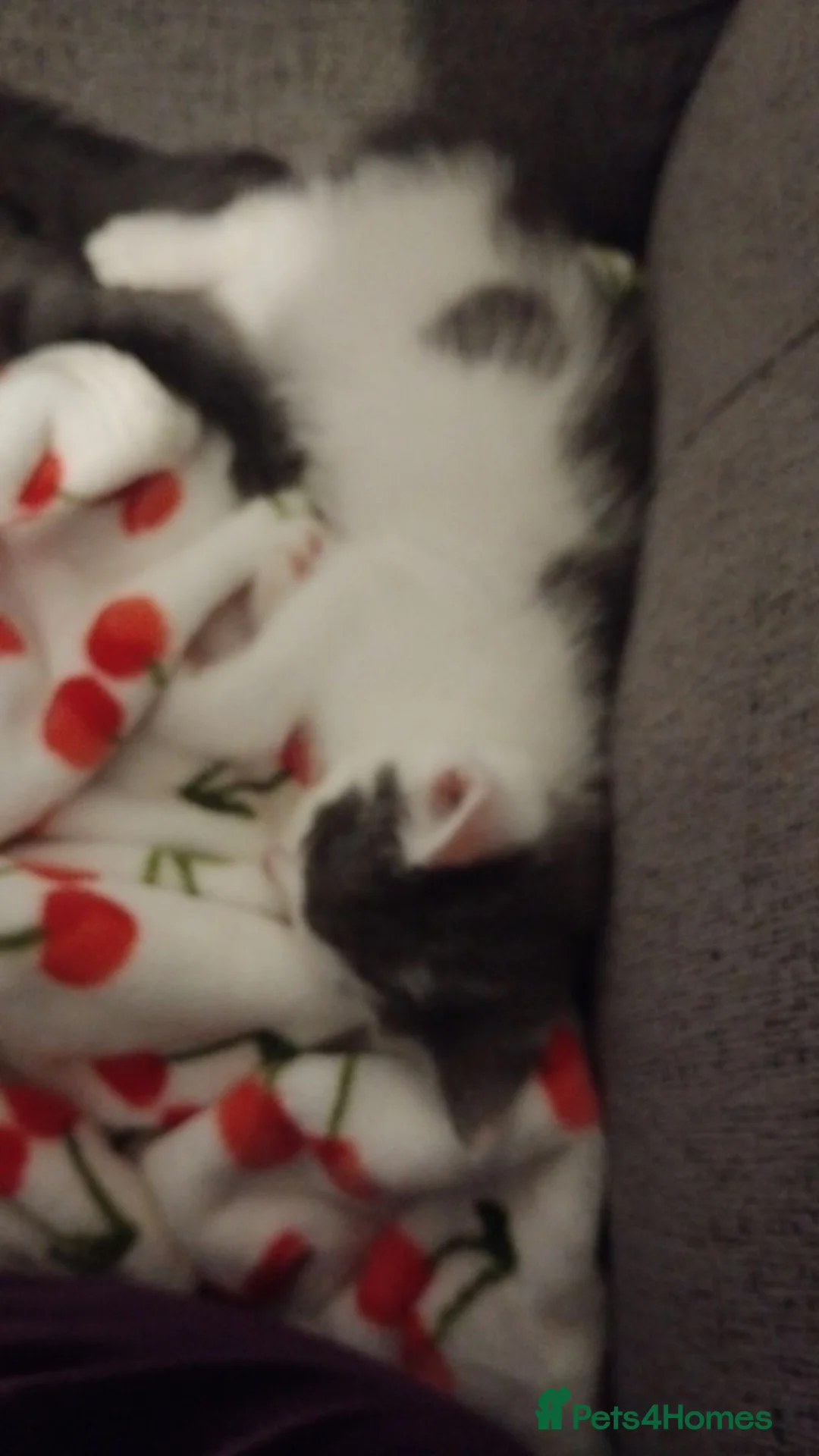 Mixed Breed cats for sale: 3 months of kittens for sale in Preston - Advert 1
