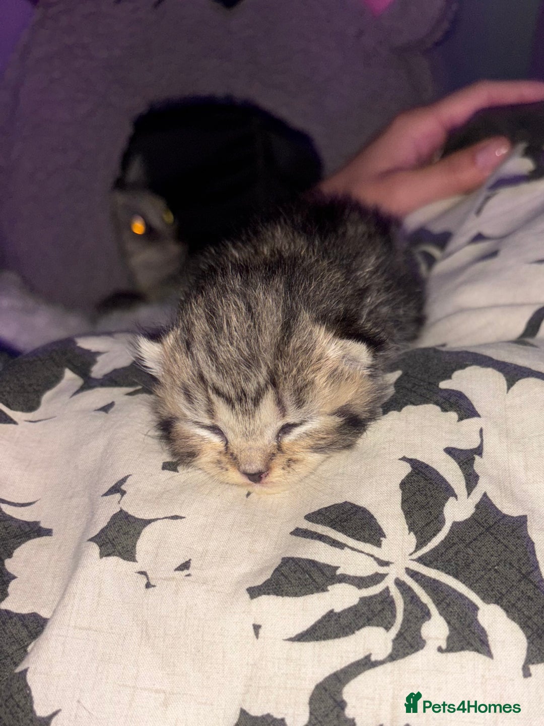 Scottish Fold cats for sale: Scottish Straight Kittens  - Image 13