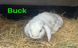French Lop rabbits for sale: French Lop Bucks and Does READY NOW!! - Image 6