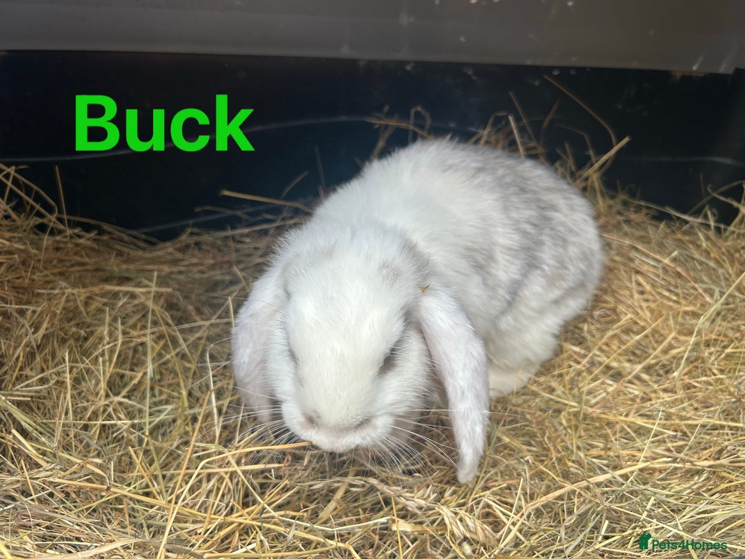 French Lop rabbits for sale: French Lop Bucks and Does READY NOW!! - Image 6