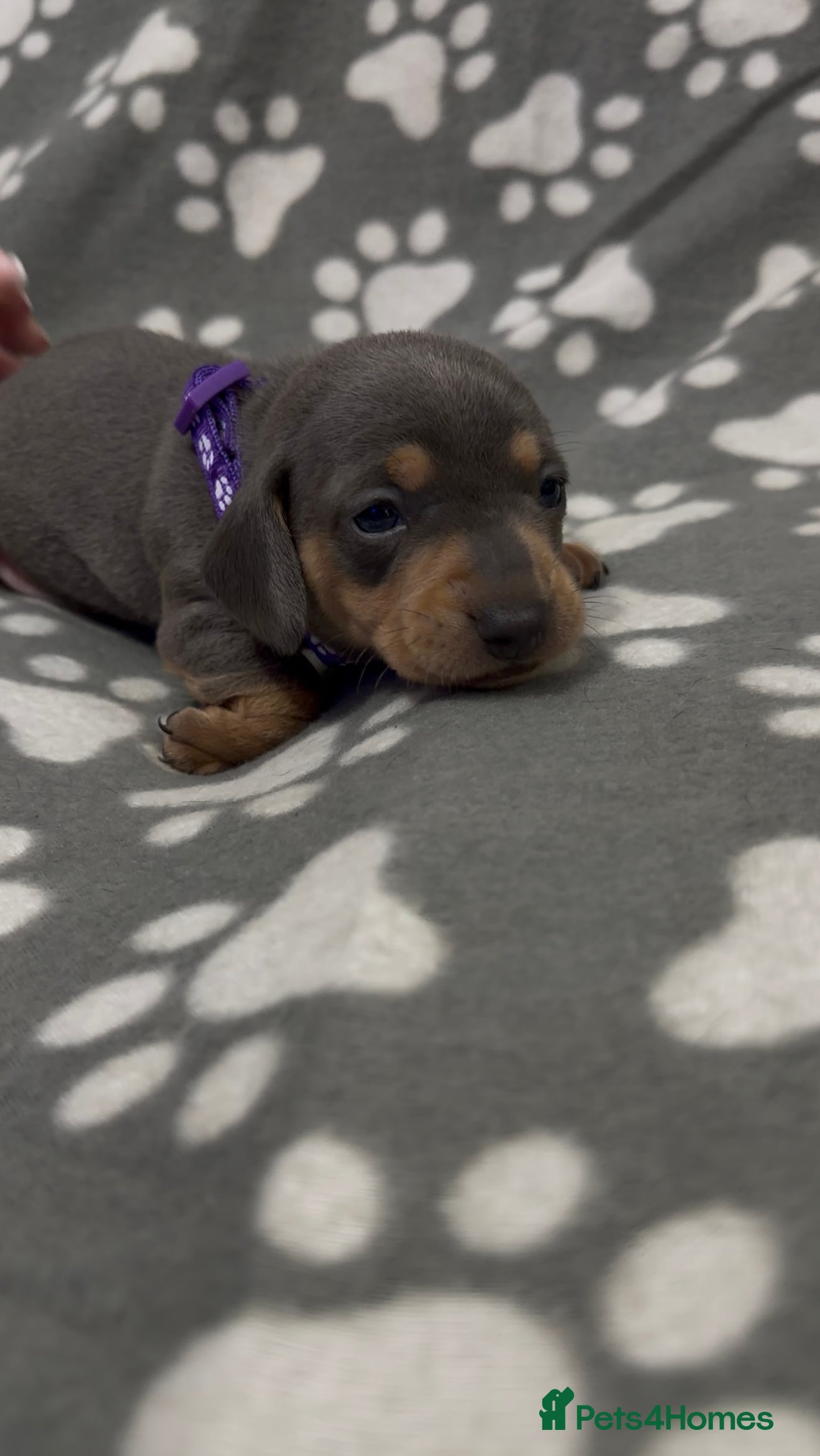 Miniature Dachshund dogs  Miniature Dachshund Puppies - Advert 2